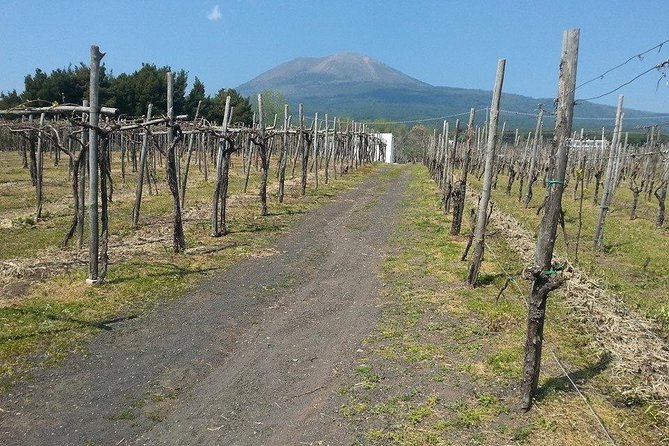 Pompeii and Mt. Vesuvius Tour With Winery Lunch From Sorrento