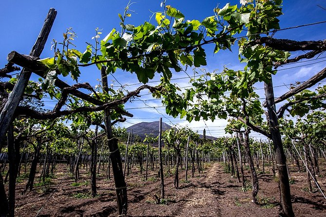 Pompeii Tour Wine & Food Tasting at Mt. Vesuvius