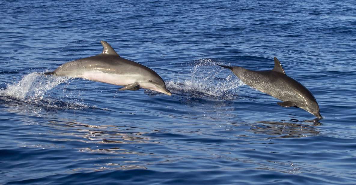 Poreč: Dolphin Spotting Cruise With Included Drinks - Experience Highlights