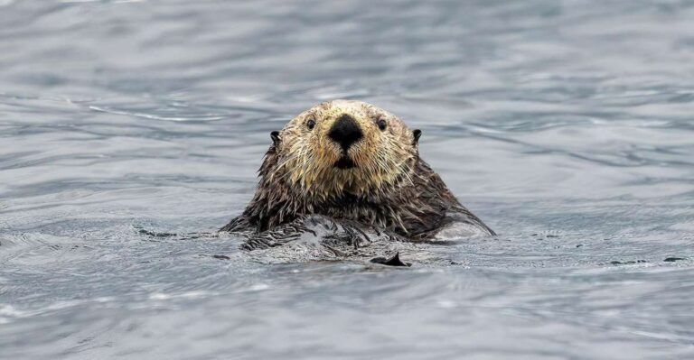 Port Hardy: Sea Otter and Whale Watching