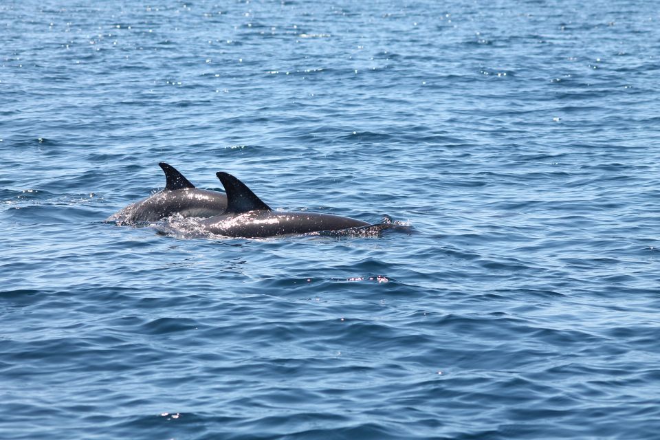 Portimão: 2-Hour Dolphin Watching Boat Tour