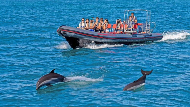 Portimão: Dolphin Watching Tour With Marine Biologist