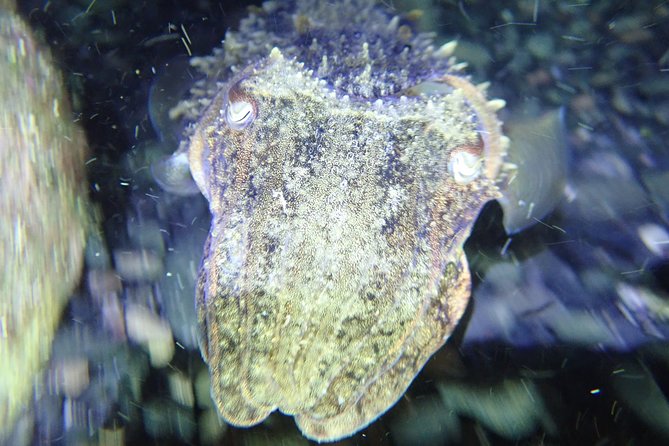 Porto Santo Night Snorkeling Tour