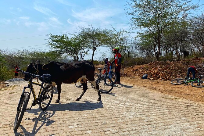 Premium Delhi Aravalli Organic Cycle Tour – a Glimpse of Real and Rural India