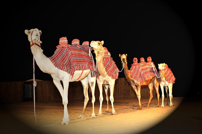Premium Desert Safari, Live BBQ Dinner, Sandboarding & Camel Ride (Private Car)