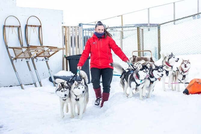 Private 2-Hour Dog Sledding Tour, Akureyri