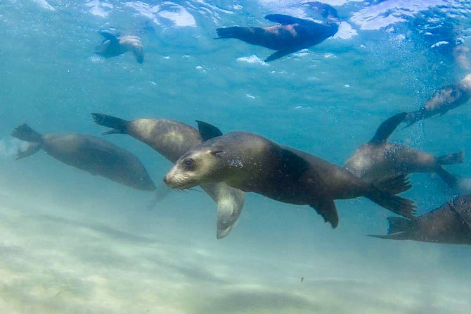 1 private 2 hour dolphin and seal swim mornington peninsula Private 2 Hour Dolphin and Seal Swim Mornington Peninsula