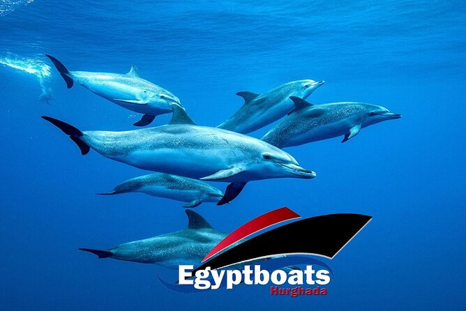 PRIVATE! 4-hour Speed Boat Trip Swim With Dolphins, Snorkeling & Island