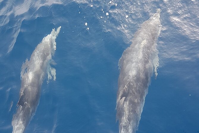 Private Charter 3 Hours Whale Encounter Puerto Colon Adeje