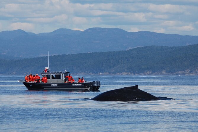 1 private charter marine adventure and whale watching Private Charter - Marine Adventure and Whale Watching