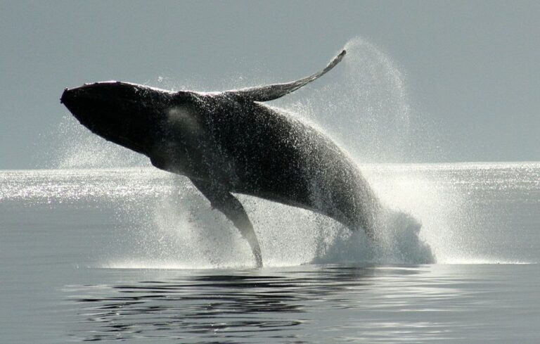 Private Charter – Marine Life and Whale-Watching Boat Tour