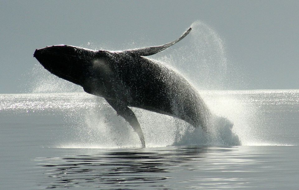 1 private charter marine life and whale watching boat tour Private Charter - Marine Life and Whale-Watching Boat Tour