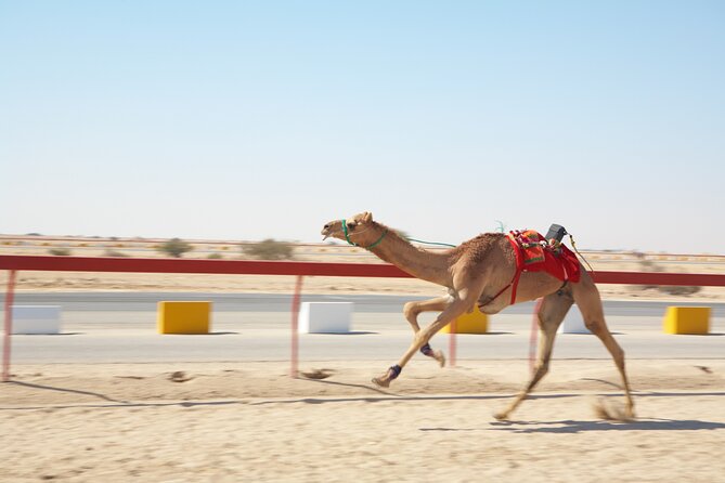 Private Combo Tour to Sheikh Faisal Museum and Camel Racing Track