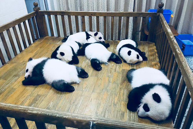 Private Day Tour: Chengdu Panda Base & Downtown Walking Tour