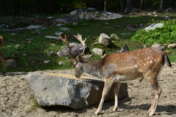 Private Day Trip to Parc Omega and Chateau Montebello From Montreal