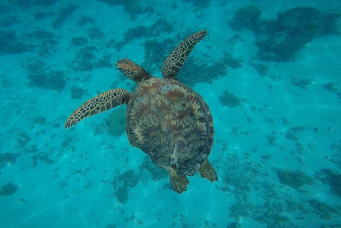 Private Discovery of the Marine Fauna of Moorea