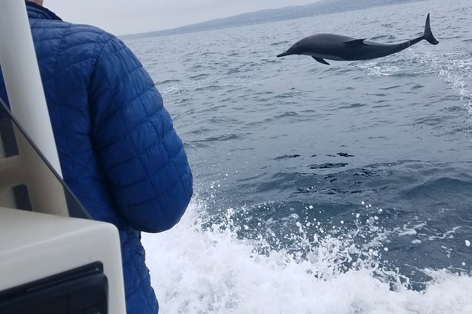 Private Dolphin and Whale Watching Tour in Newport Beach