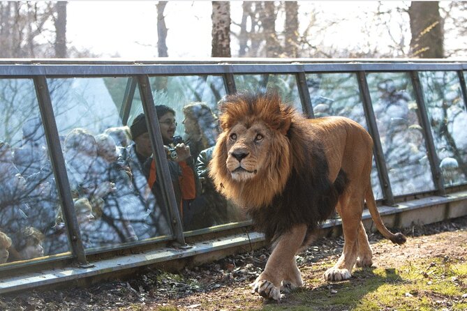 Private Excursion to Thoiry Zoosafari From Paris