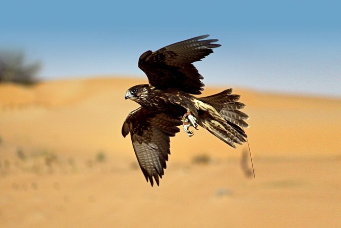 Private Falconry Experience and Nature Desert Safari in Dubai