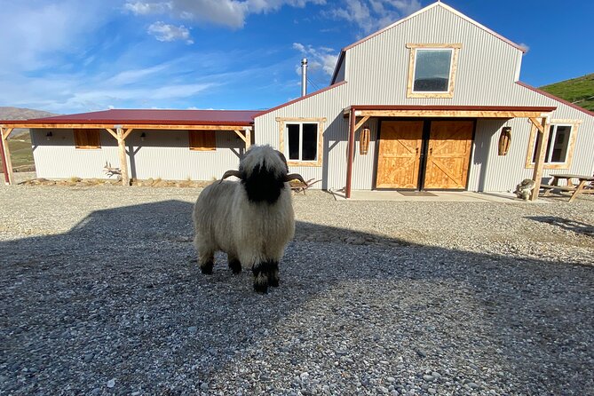 Private Farm Tour With Rose Creek Valais Blacknose Sheep