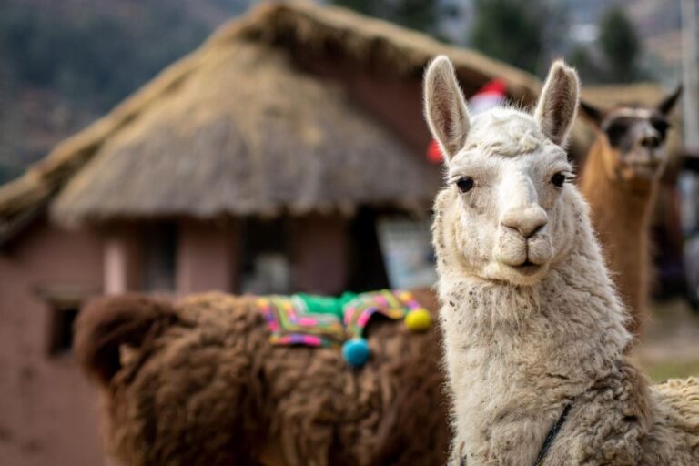 Private From Cusco Alpaca Therapy Creative Craftsmanship