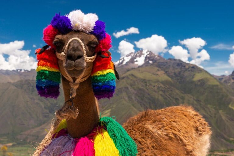 Private From Cusco Alpaca Therapy Creative Craftsmanship