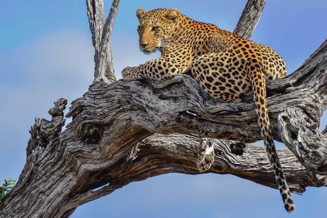 Private Full Day Safari L Kruger National Park From Hazyview or Skukuza