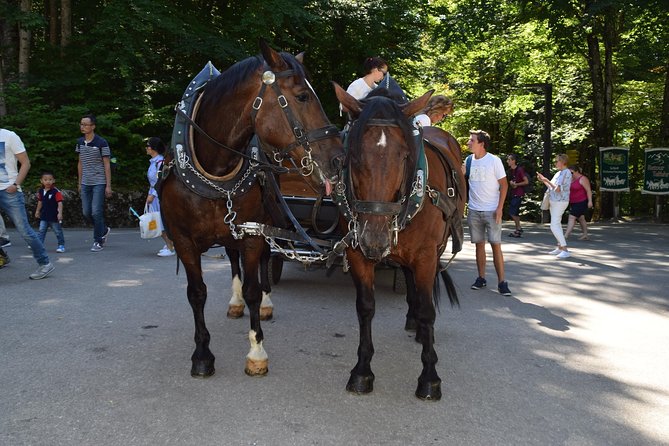Private Guided Day Trip to Castle Neuschwanstein Incl. Carriage Horse Ride