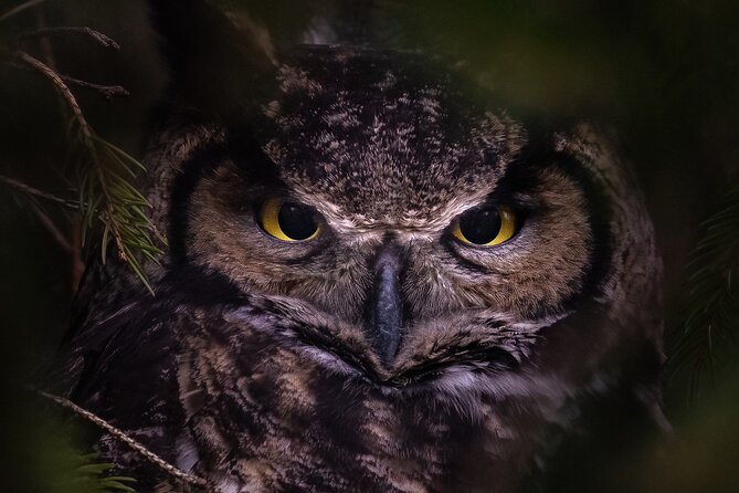 Private Guided Owl Prowl to Observe and Photograph Wild Owls