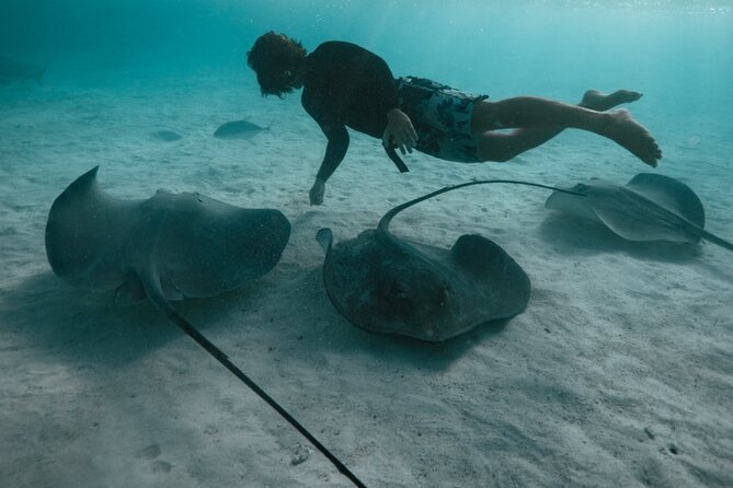 1 private half day snorkeling in moorea Private Half Day Snorkeling in Moorea