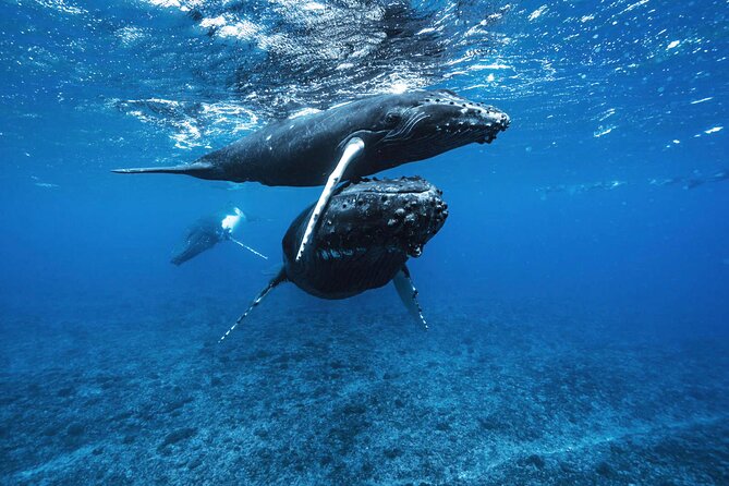 1 private half day whale watching tour Private Half Day Whale Watching Tour