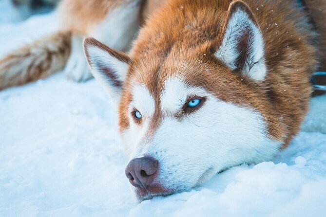 Private Husky Tour With Guide by VIP Car