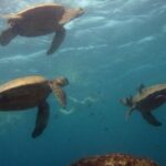 1 private oahu 3hr guided swim with whale dolphin turtle trek Private Oahu 3hr Guided Swim With Whale, Dolphin, Turtle Trek