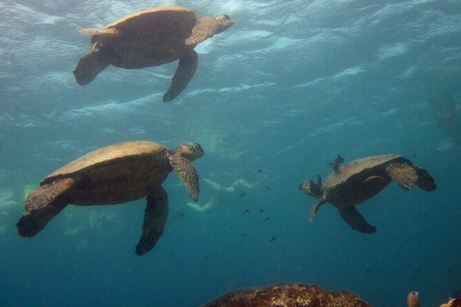 Private Oahu 3hr Guided Swim With Whale, Dolphin, Turtle Trek