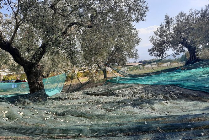 Private Olive Tasting Tour of Peloponnese With a Pickup