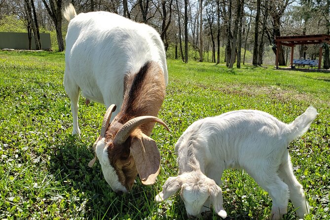 Private Picnic With Goats in Lexington