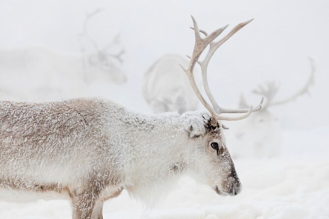 PRIVATE Reindeer Farm Tour in Rovaniemi