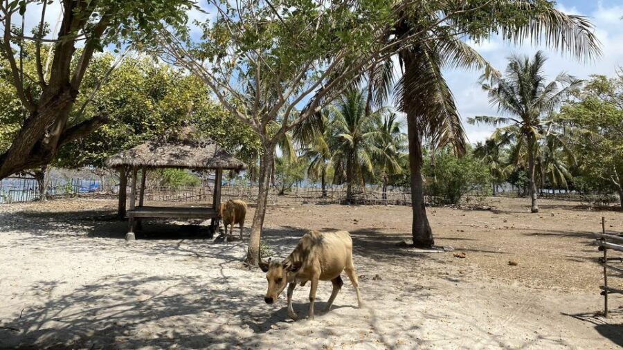 Private Snorkeling Gili Gede, Gili Asahan, Gili Goleng Tour