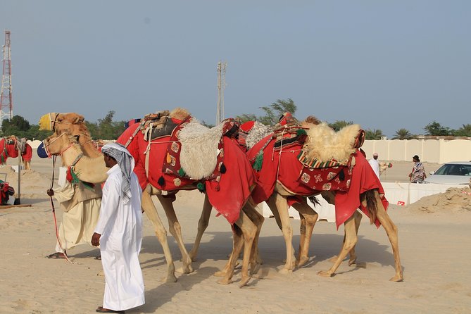 Private South Coast Tour With Camel Ride