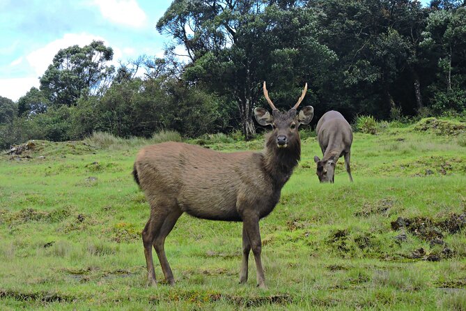 Private Tour in Horton Plains National Park ( Worlds End) With Pickup