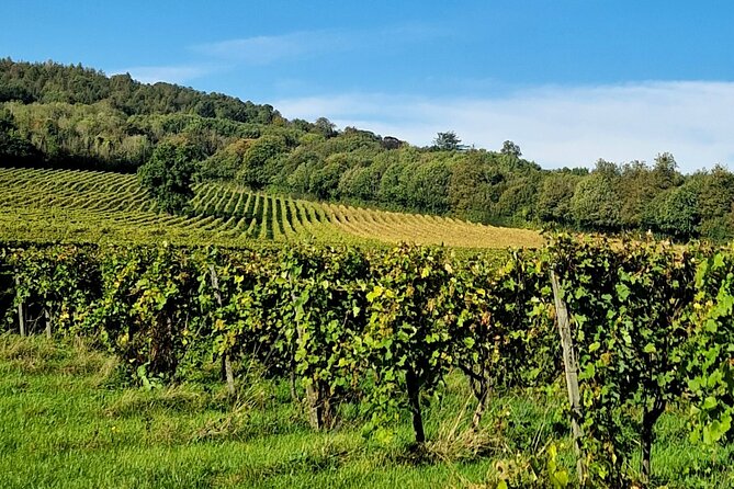 Private Tour in Surrey With Wine Tasting Just Outside London