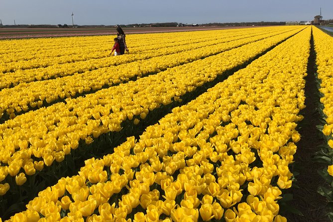 Private Tour Keukenhof Tulip Fields of Holland