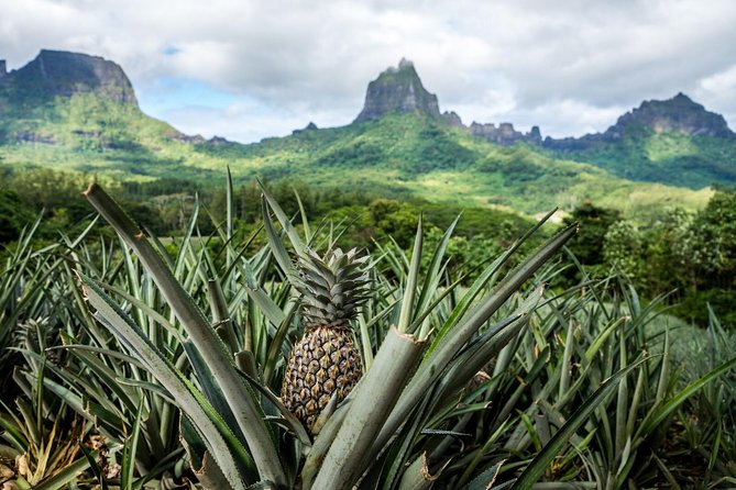 Private Tour Moorea 4WD - Belvedere Pineapple Farm, Magic Mount. - Highlights and Inclusions