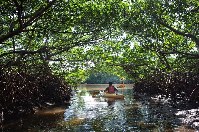 Private Tour Purple Island Mangroves Kayaking Adventure in Qatar