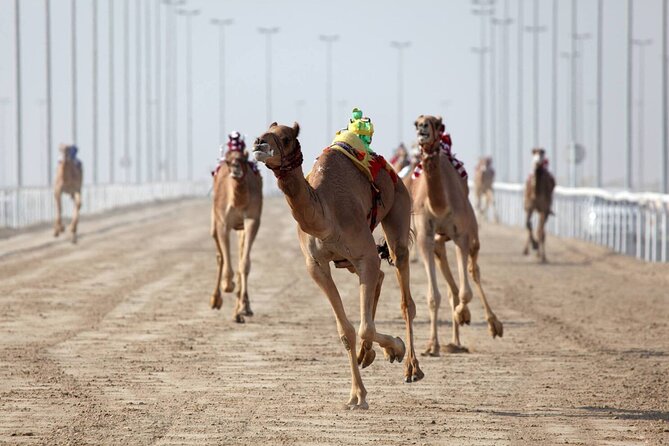 Private Tour Sheikh Faisal Museum and Camel Racing Track - Last Words