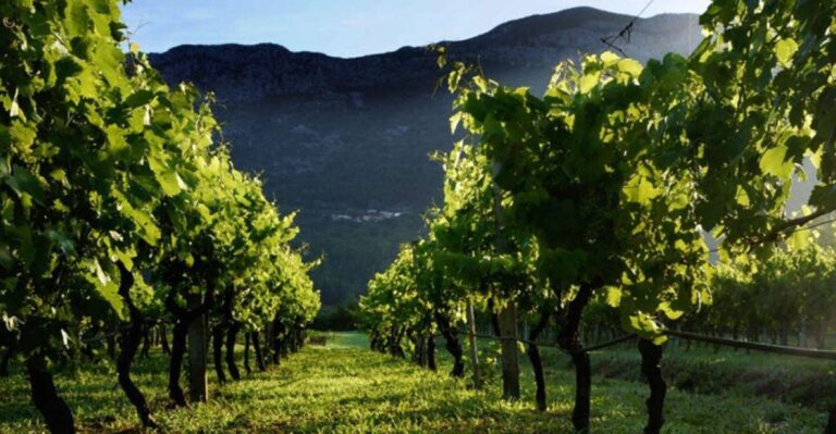 Private Tour to Konavle Valley With Wine Tasting