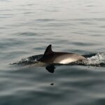 1 private tour with dolphin watching in algeciras bay Private Tour With Dolphin Watching in Algeciras Bay
