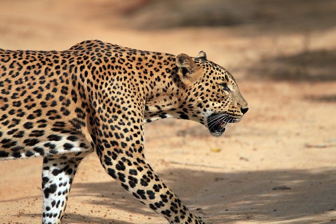 Private Tour : YALA National Park With Experienced Driver/Guide