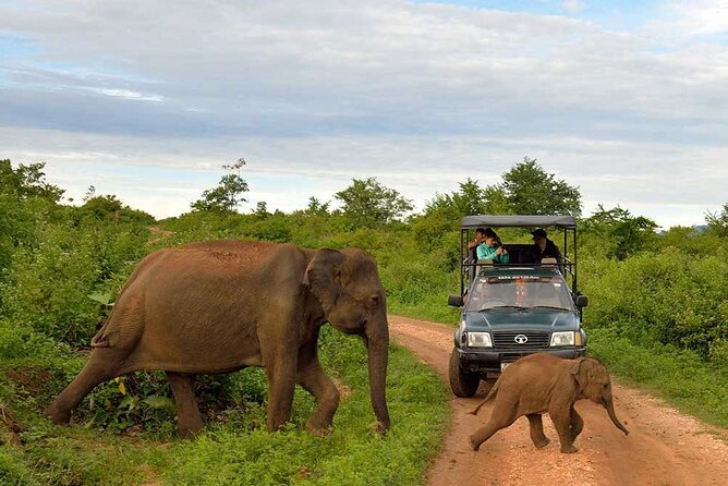 1 private udawalawa safari plus elephant transit home day trip Private Udawalawa Safari Plus Elephant Transit Home Day Trip