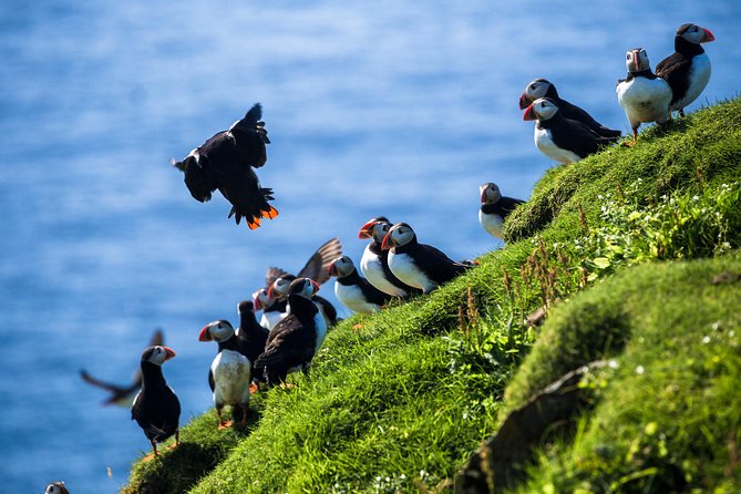 Private Westman Islands Day Tour